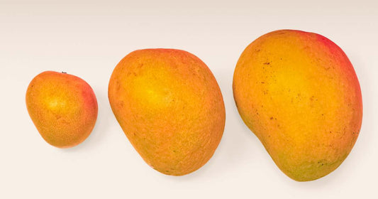 how to choose a good alphonso mango