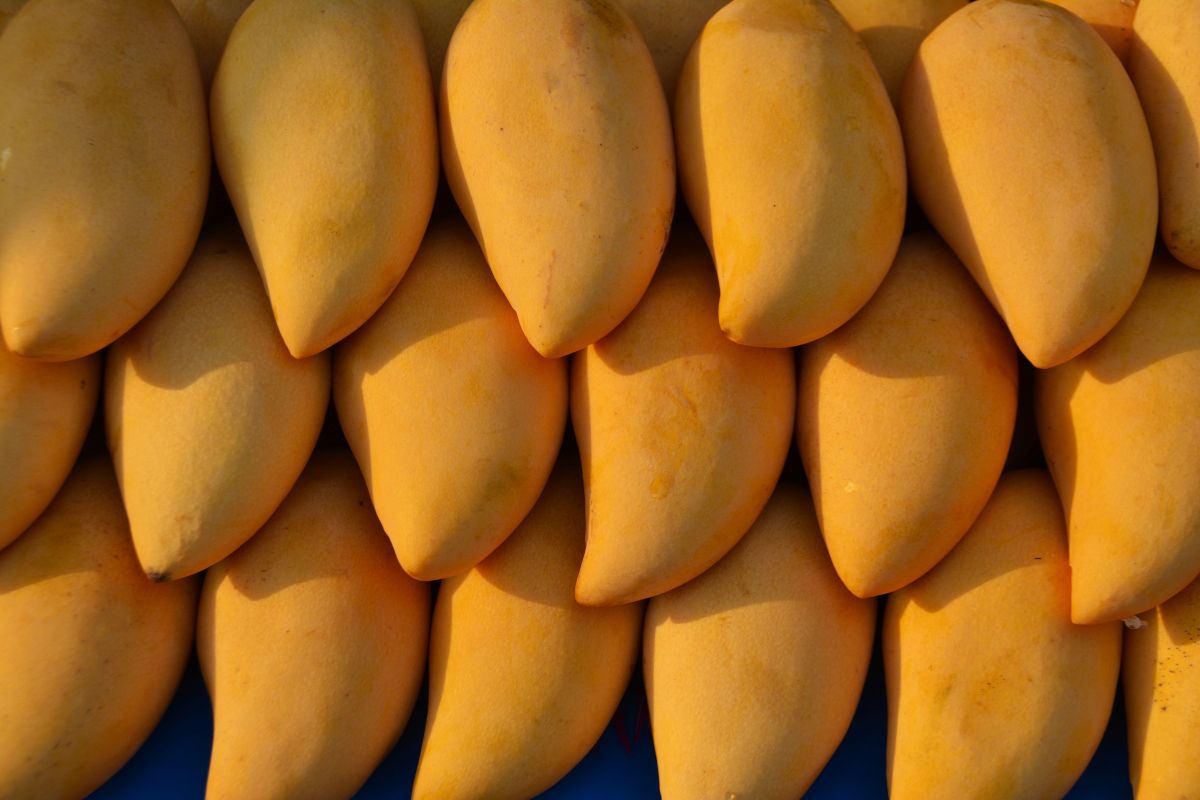 The Mango Heritage of Pakistan | Stories, Varieties & Traditions ...