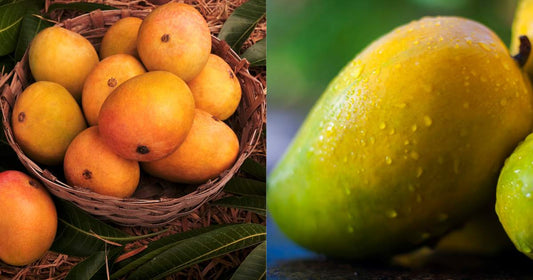 alphonso mango vs kesar mango