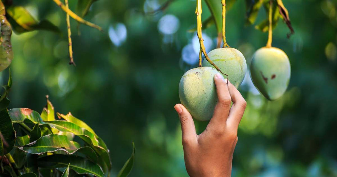 Kesar Mango Nutrition and Health Benefits: A Superfood?